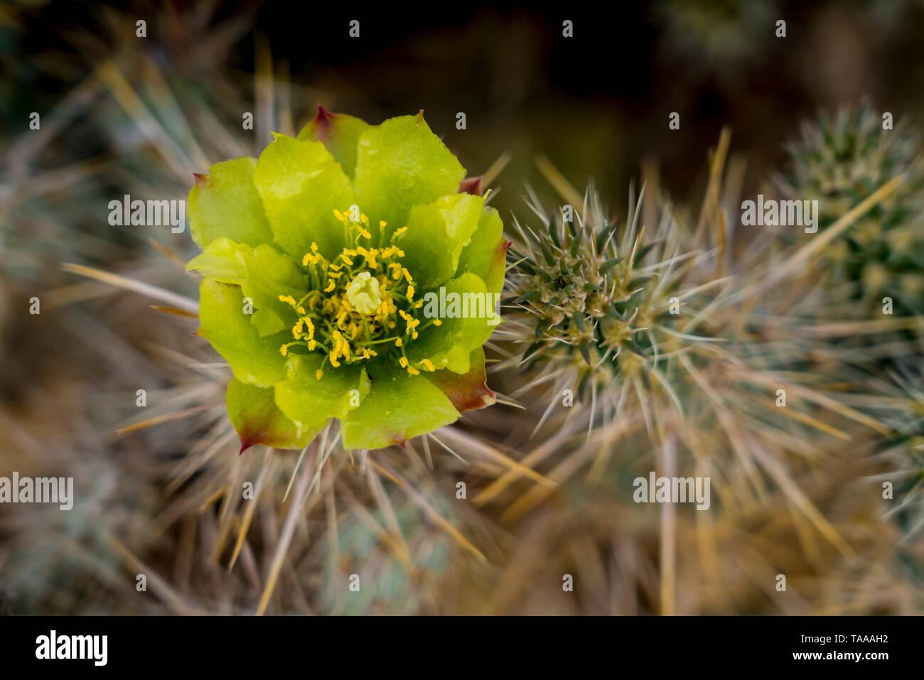 Page 3 Cholla High Resolution Stock Photography And Images Alamy