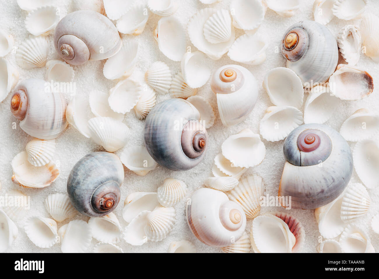light snail shells and shells spread on white sand Stock Photo - Alamy