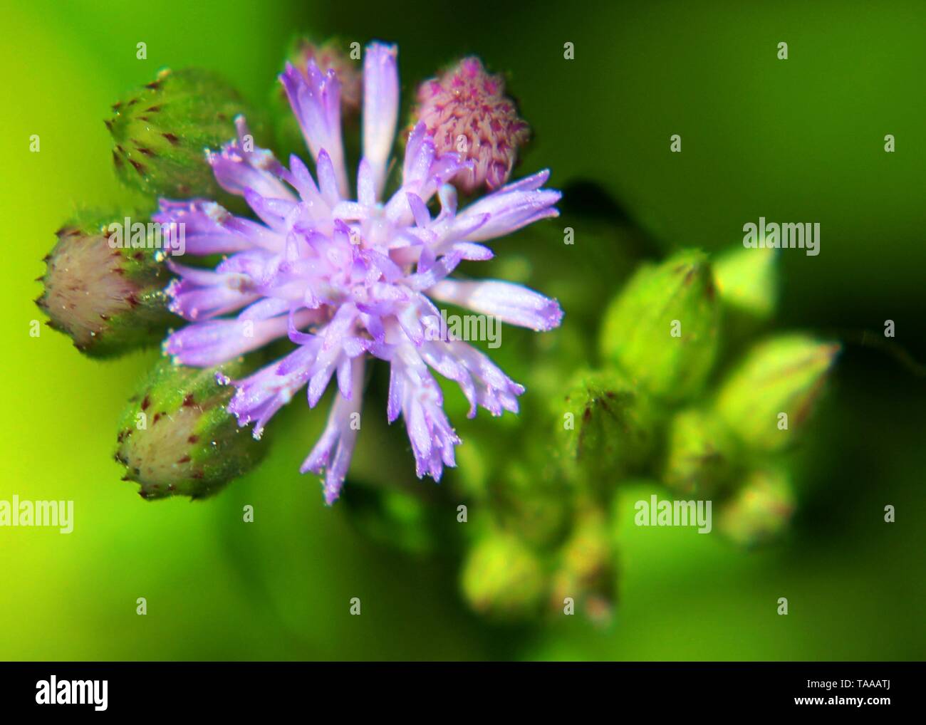 close up of small purple color flower of ironweed - vernonia cinerea - monarakudumbiya seen in a home garden in Sri Lanka Stock Photo