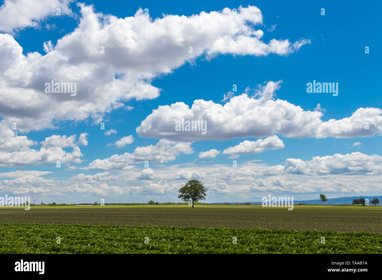 Lonely tree among white hi-res stock photography and images - Alamy