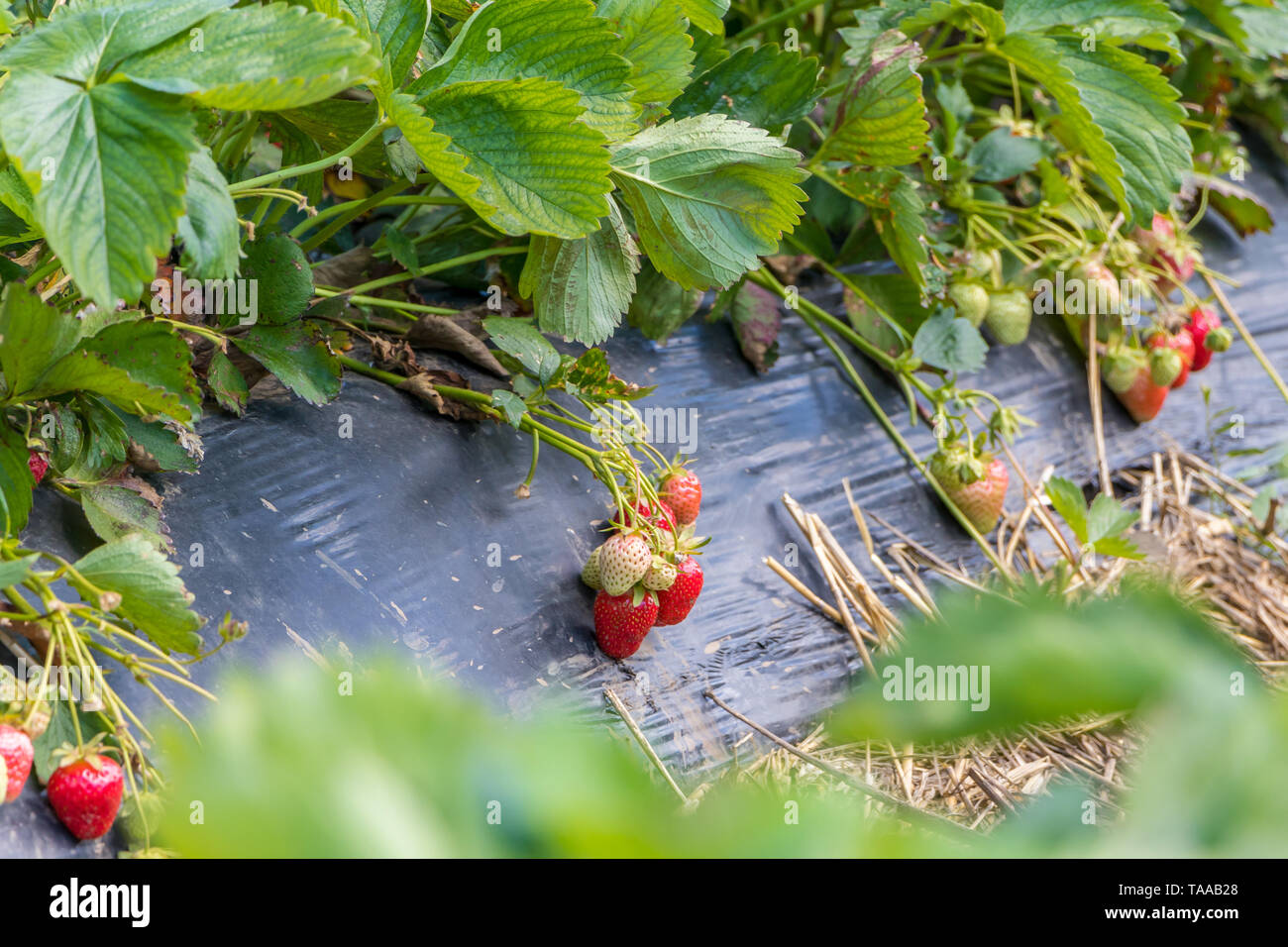 Close Up Strawberry Fruit Grows In The Plantation Novi Sad Serbia Stock Photo Alamy