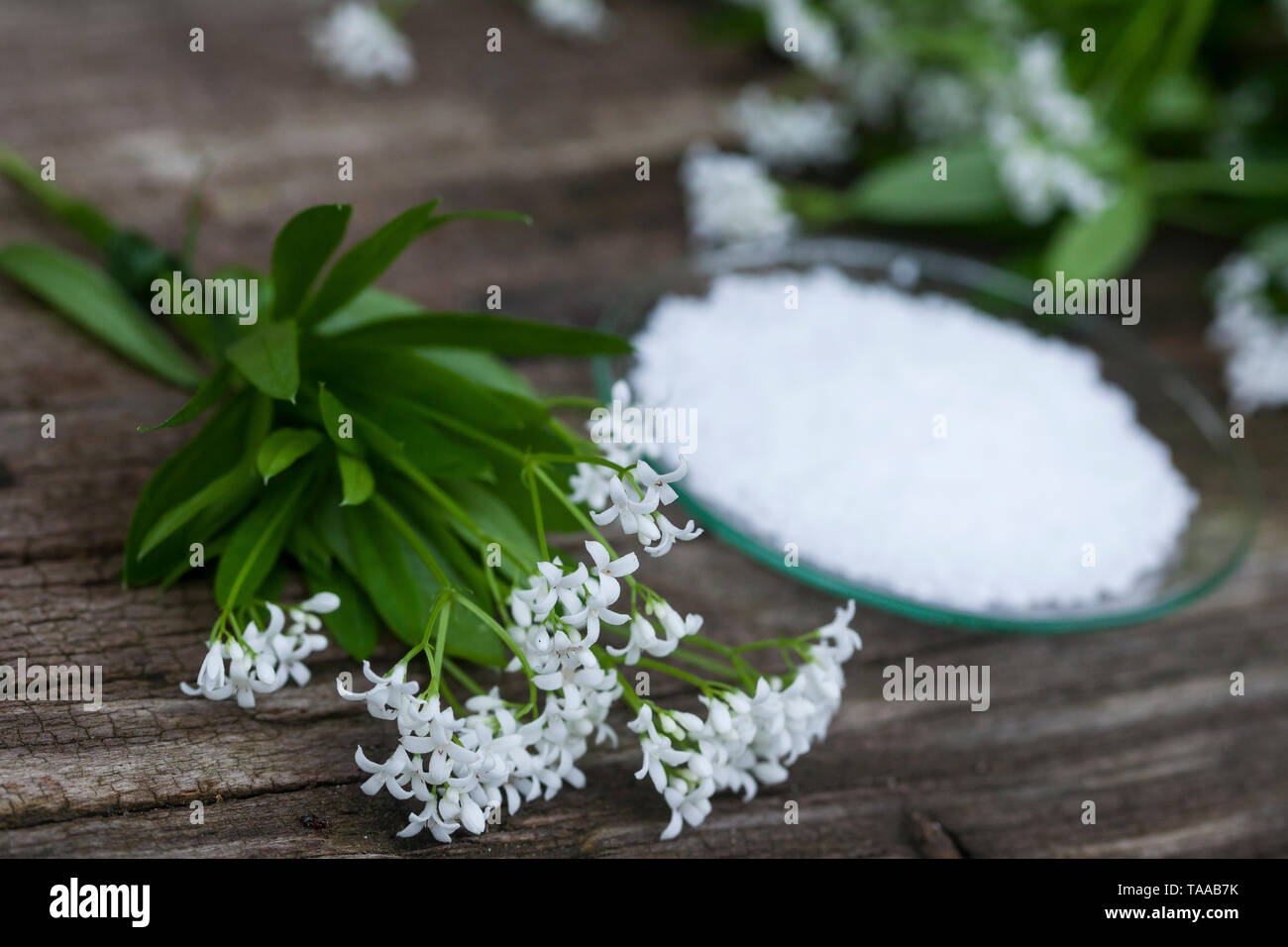 Waldmeister-Salz, Waldmeistersalz, Salz aus Waldmeister, Kräutersalz, Kräuter-Salz, Gewürzsalz, Waldmeister, Wald-Meister, Wohlriechendes Labkraut, Ga Stock Photo