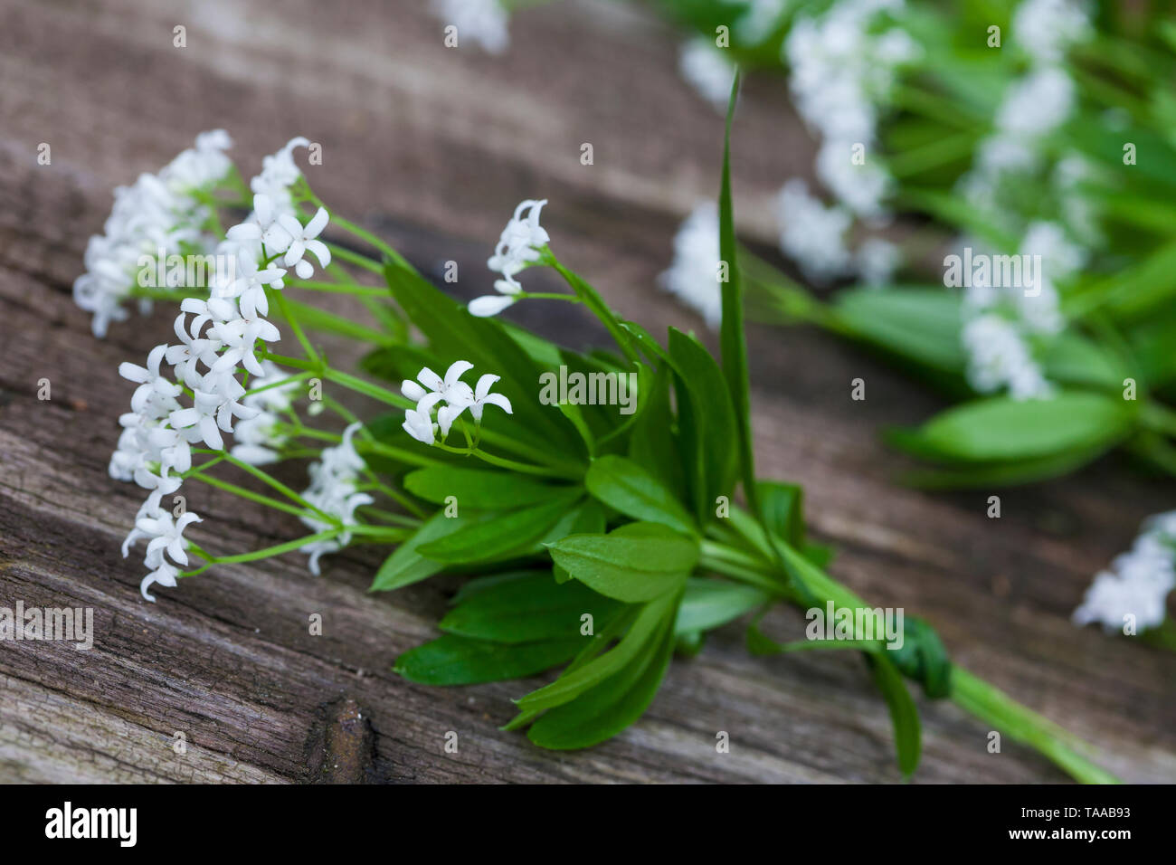 Waldmeister tee hi-res stock photography and images - Alamy