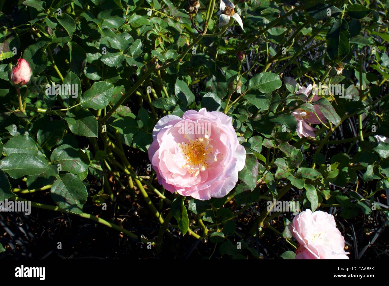 Belle Story rose, Gorgeous cupped blooms of apricot and attractive ...