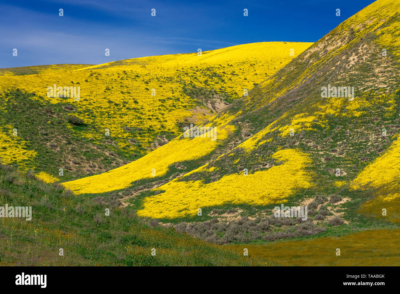 The Carizzo Plain National Monument with wildflowers of the 2019 Superbloom, California, USA. Stock Photo
