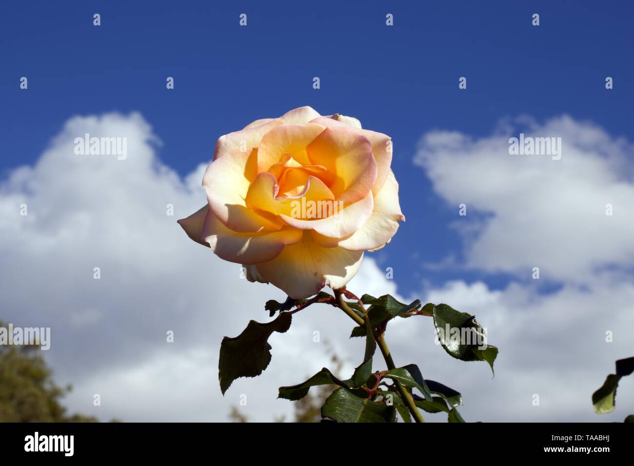 Floribunda Rose Bush Garden High Resolution Stock Photography and ...