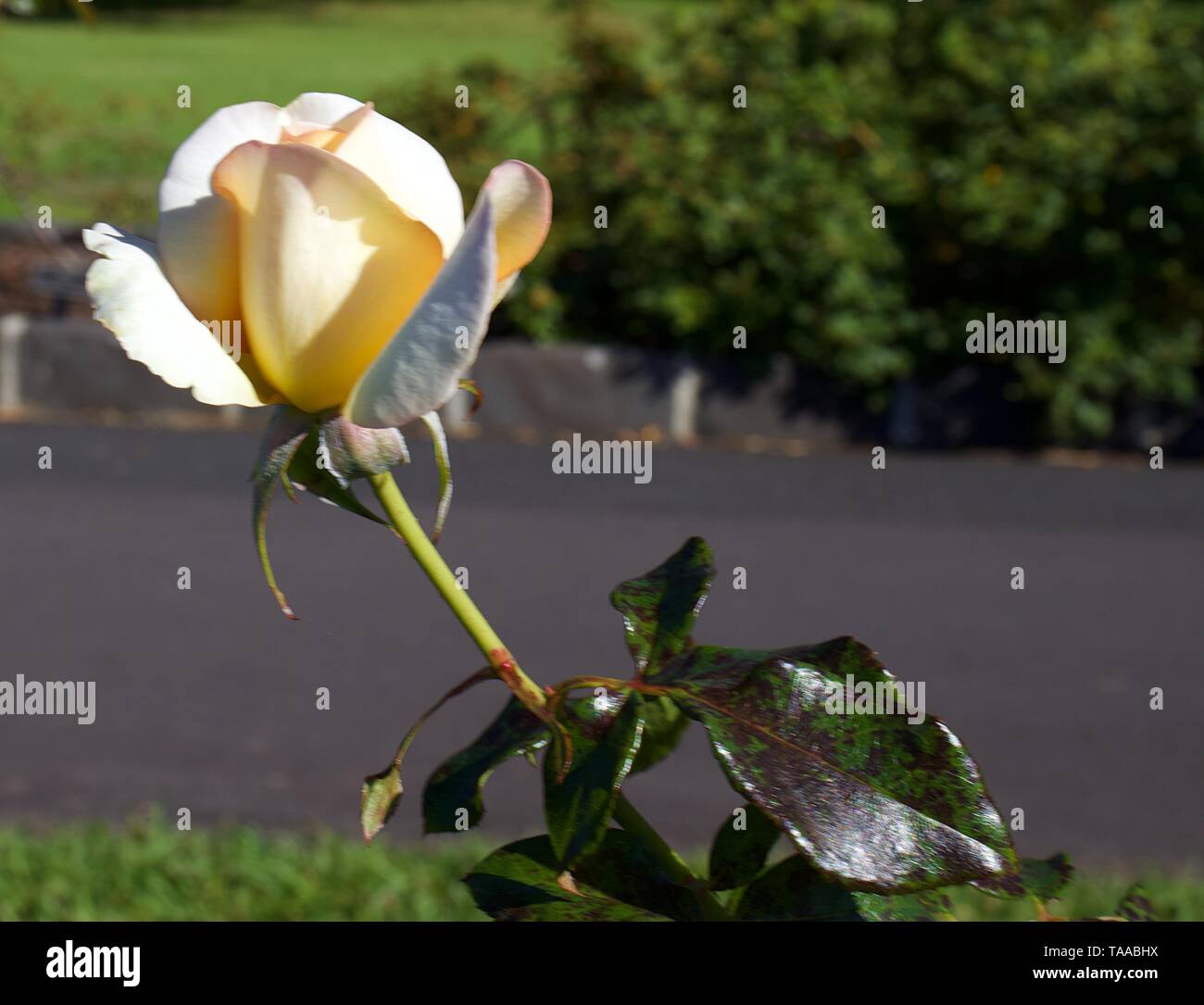Apricot nectar rose bud hires stock photography and images Alamy