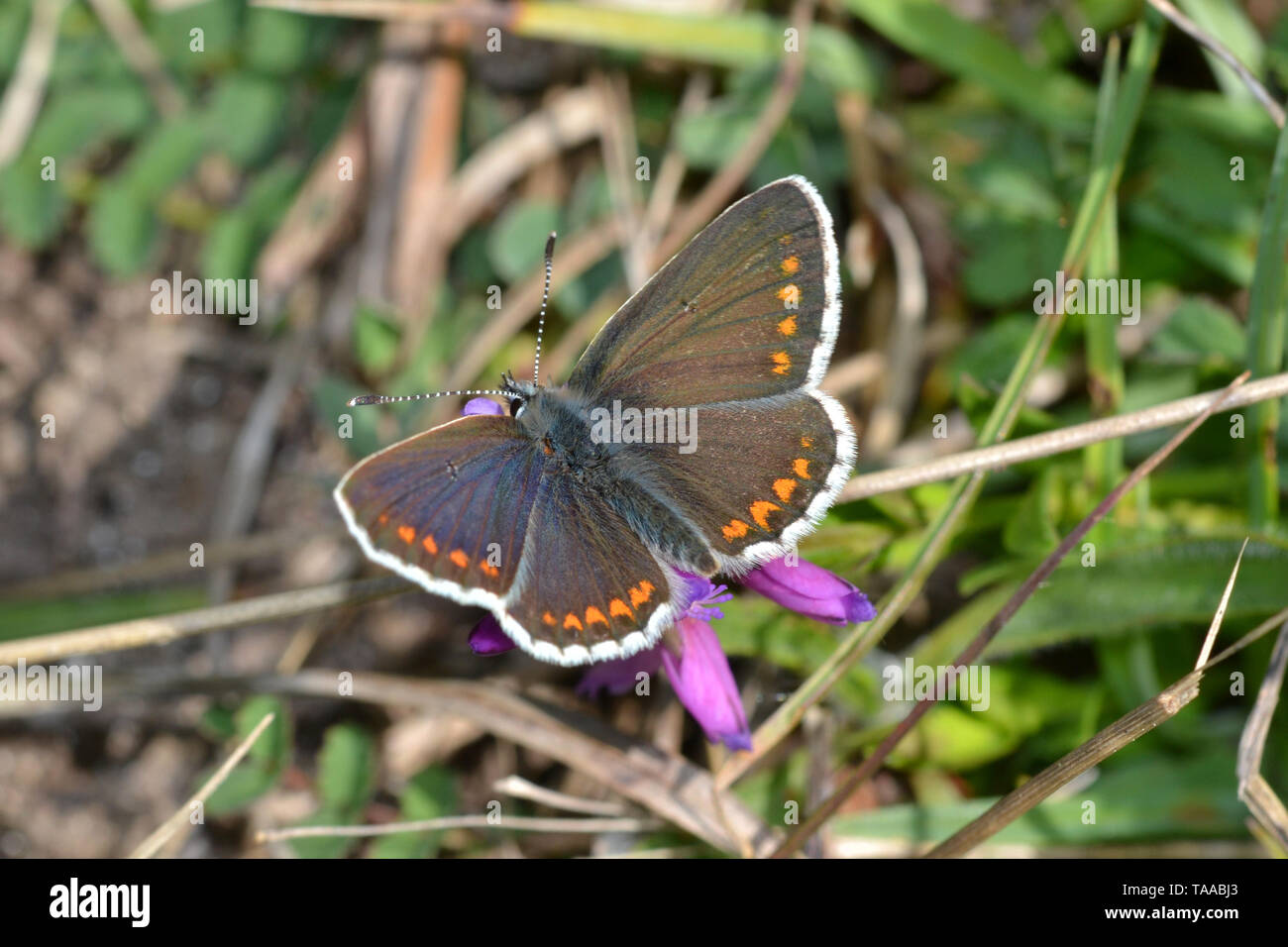 Brown Argus butterfly, Aricia Agestis Stock Photo