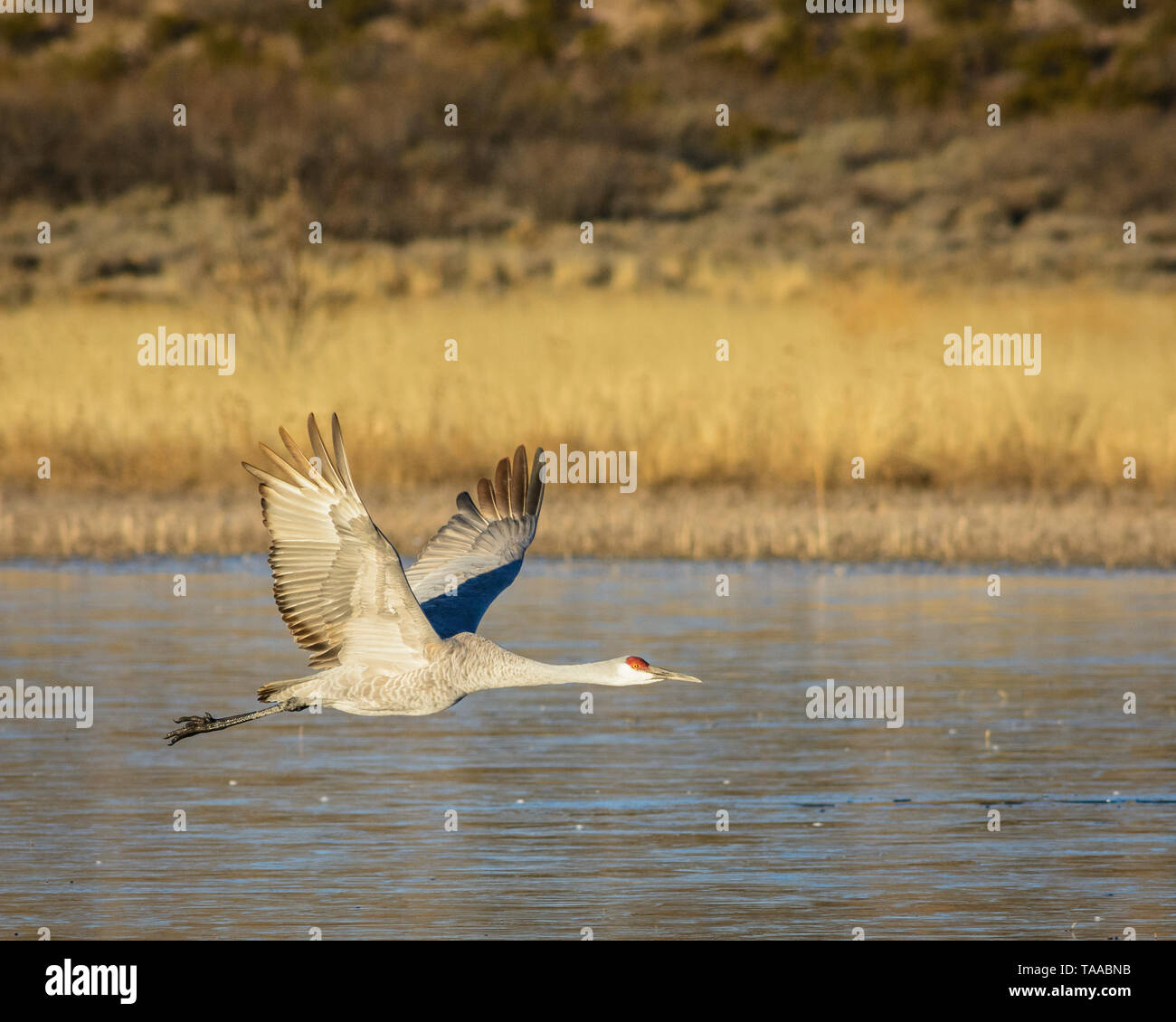 Sandhill Crane taking flight at Bosque del Apache National Wildlife Refuge, New Mexico. Stock Photo