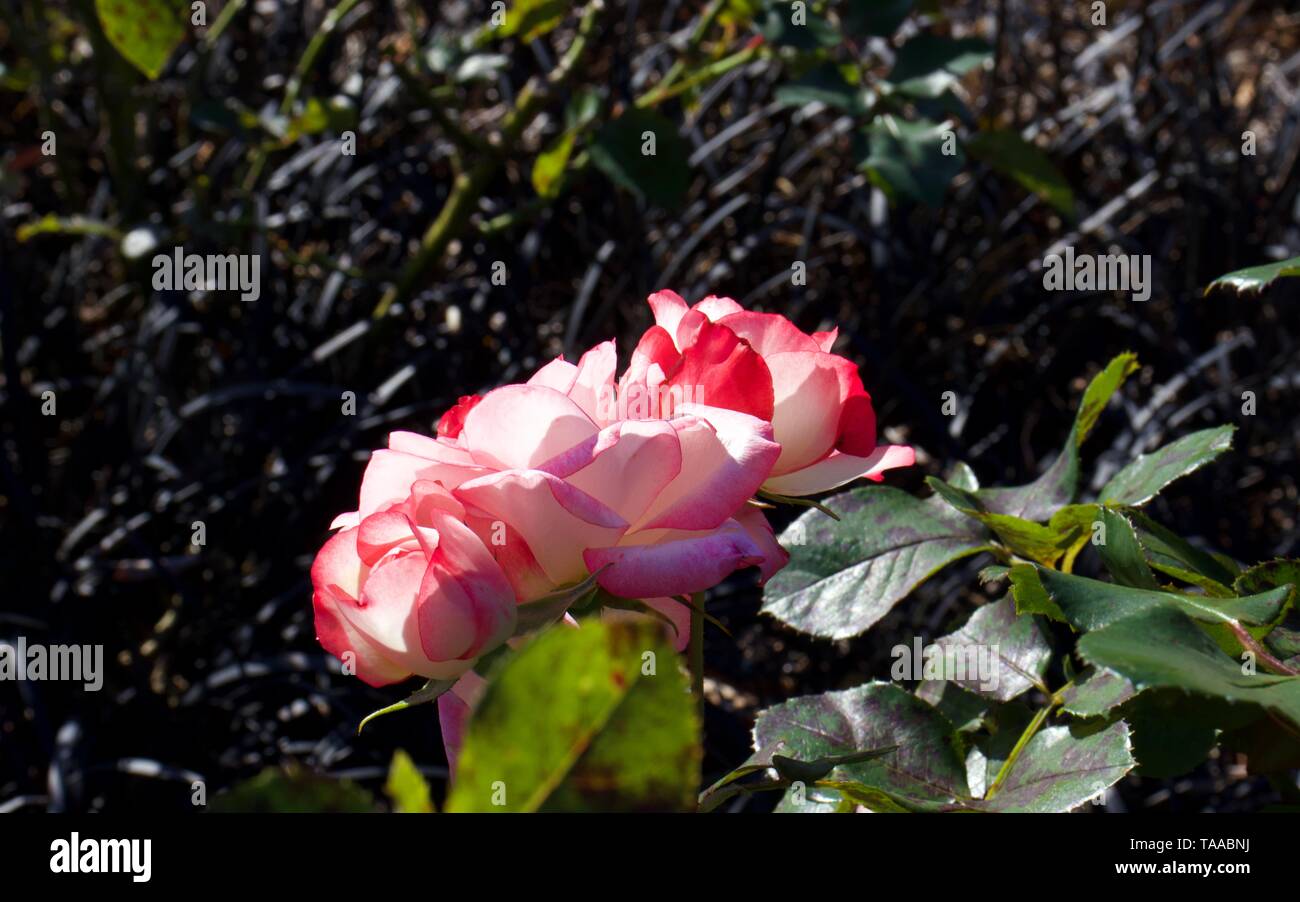 Raspberry ice rose on bush again green leaves background Stock Photo ...
