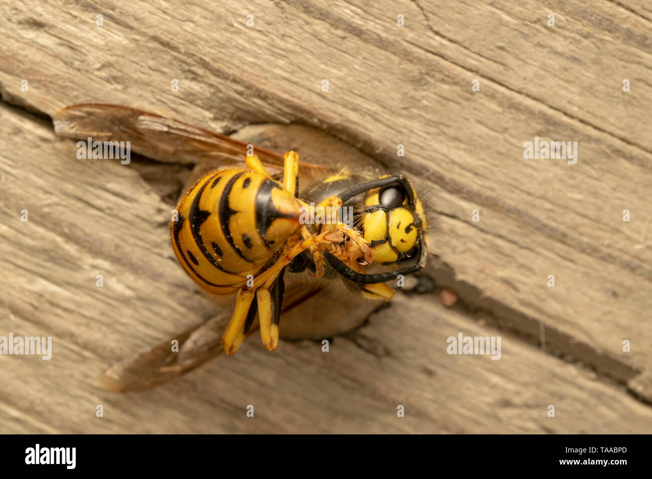 German wasp, European wasp or German yellowjacket  (lat. Vespula  germanica) Stock Photo