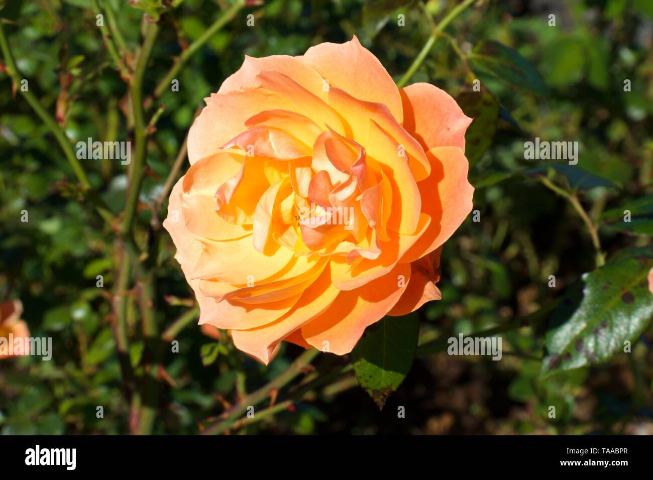 David Austin English Roses Lady of Shallot, against green bushes background Stock Photo