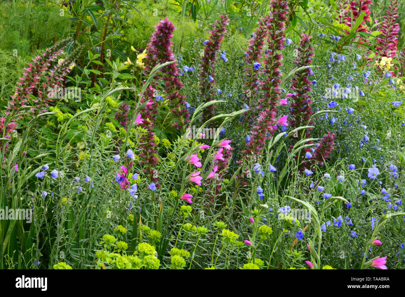 Echium russicum, Gladiolus communis subsp byzantinus and Euphorbia palustris in the Resilience Garden designed by Sarah Eberle at the RHS Chelsea Flow Stock Photo