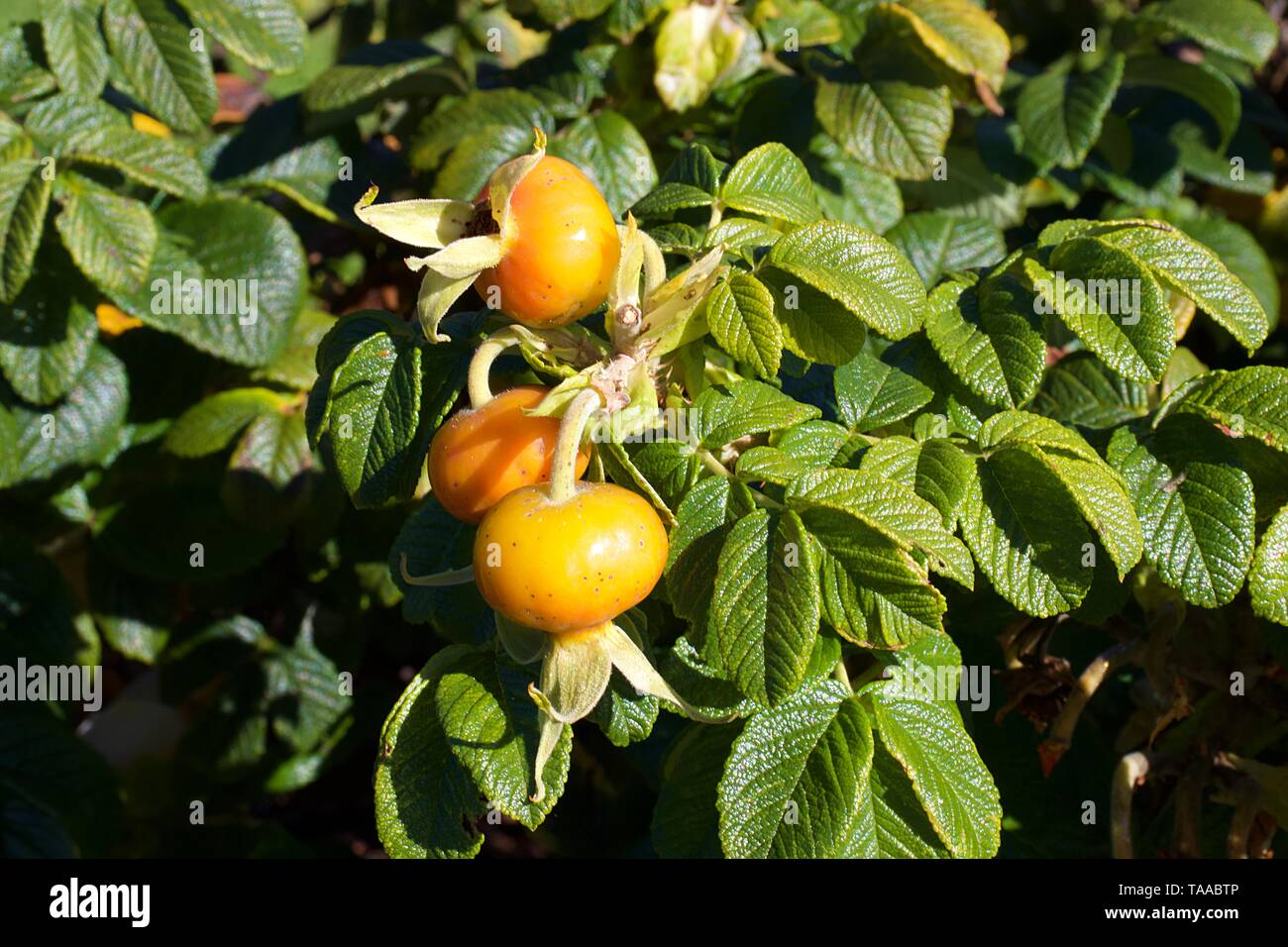 Yellow green Carolina Alba rose hips resembling to tomatoes growing on ...