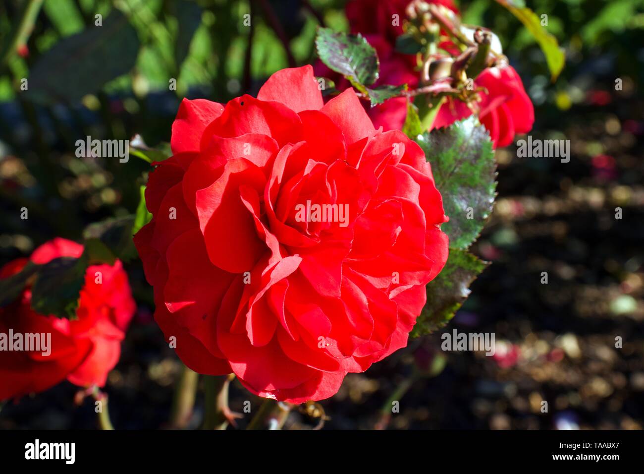 Red floribunda hires stock photography and images Alamy