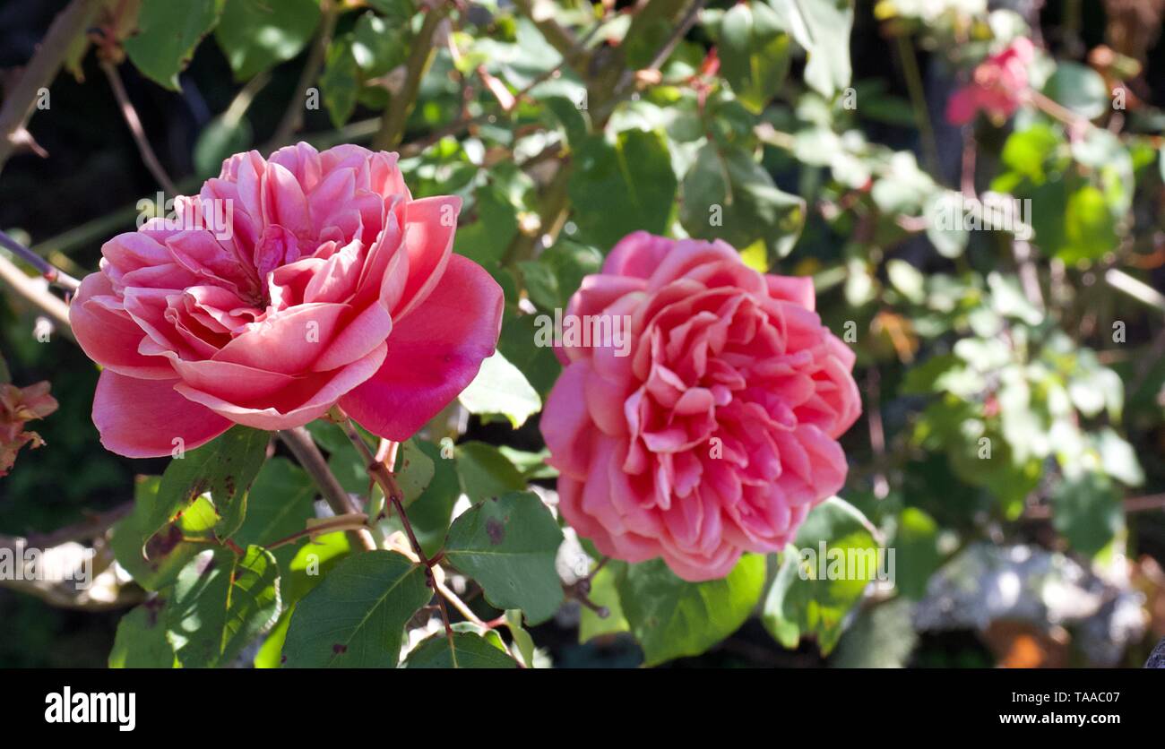 French rose, or rose of Provins, Rosa gallica,Rosa centifolia and Rosa damascena. Rosa canina is used for producing rose-hip oil. Stock Photo