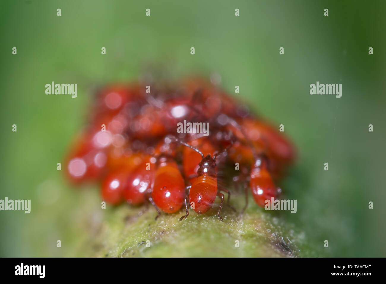 Closeup macro of bright red aphids (possibly brown ambrosia aphids) on a green plant stem in Governor Knowles State Forest in Northern Wisconsin Stock Photo