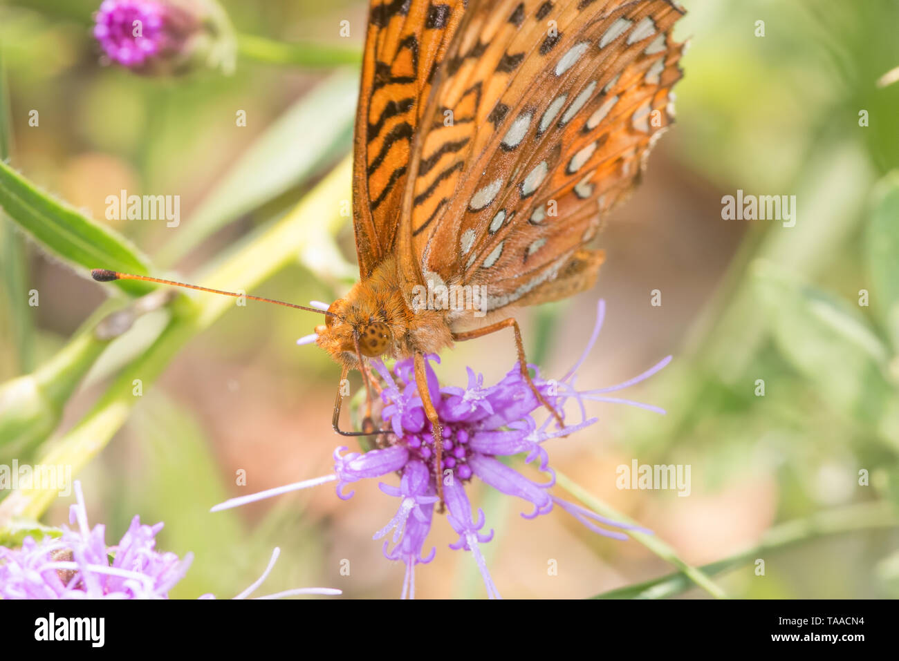 Closeup of fritillary species feeding and pollinating on a purple wildflower in the grasslands of the Crex Meadows Wildlife Area in Northern Wisconsin Stock Photo