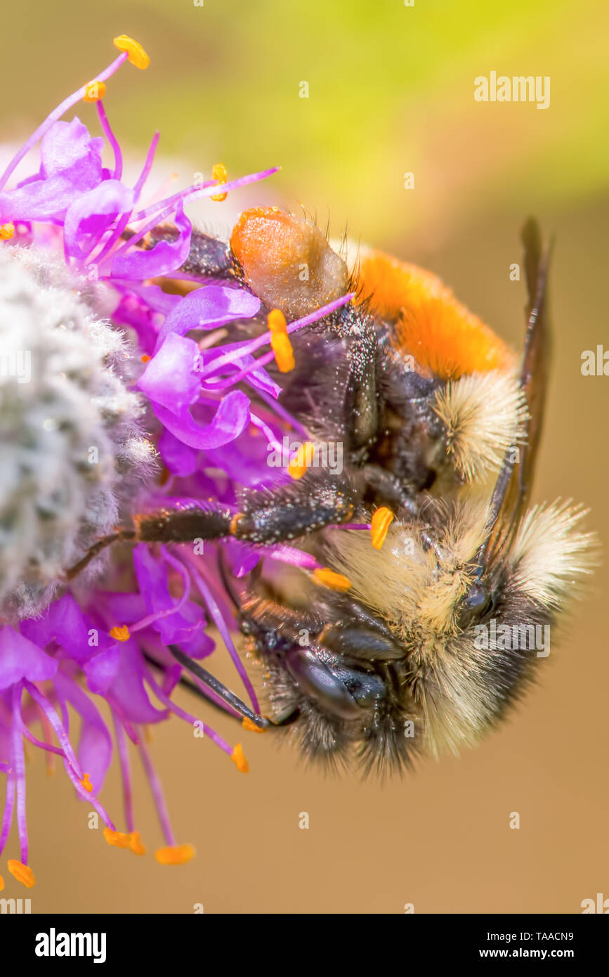 Orange-belted bumble bee on purple prairie clover at Crex Meadows Wildlife Area in Northern Wisconsin - detailed extreme close up macro of insect Stock Photo