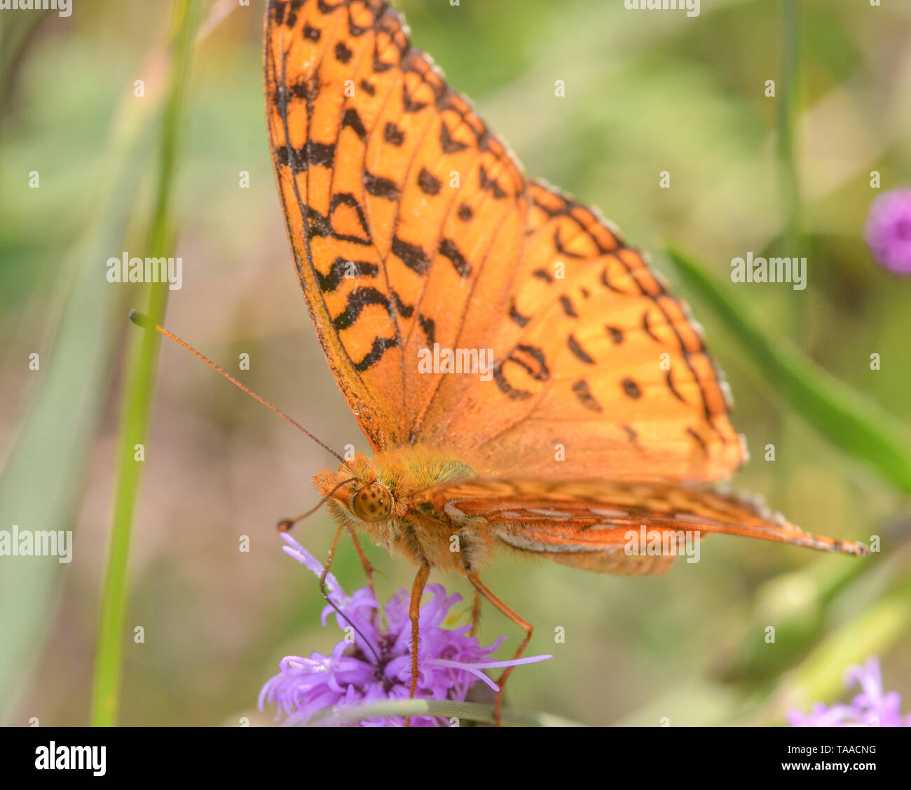 Closeup of fritillary species feeding and pollinating on a purple wildflower in the grasslands of the Crex Meadows Wildlife Area in Northern Wisconsin Stock Photo