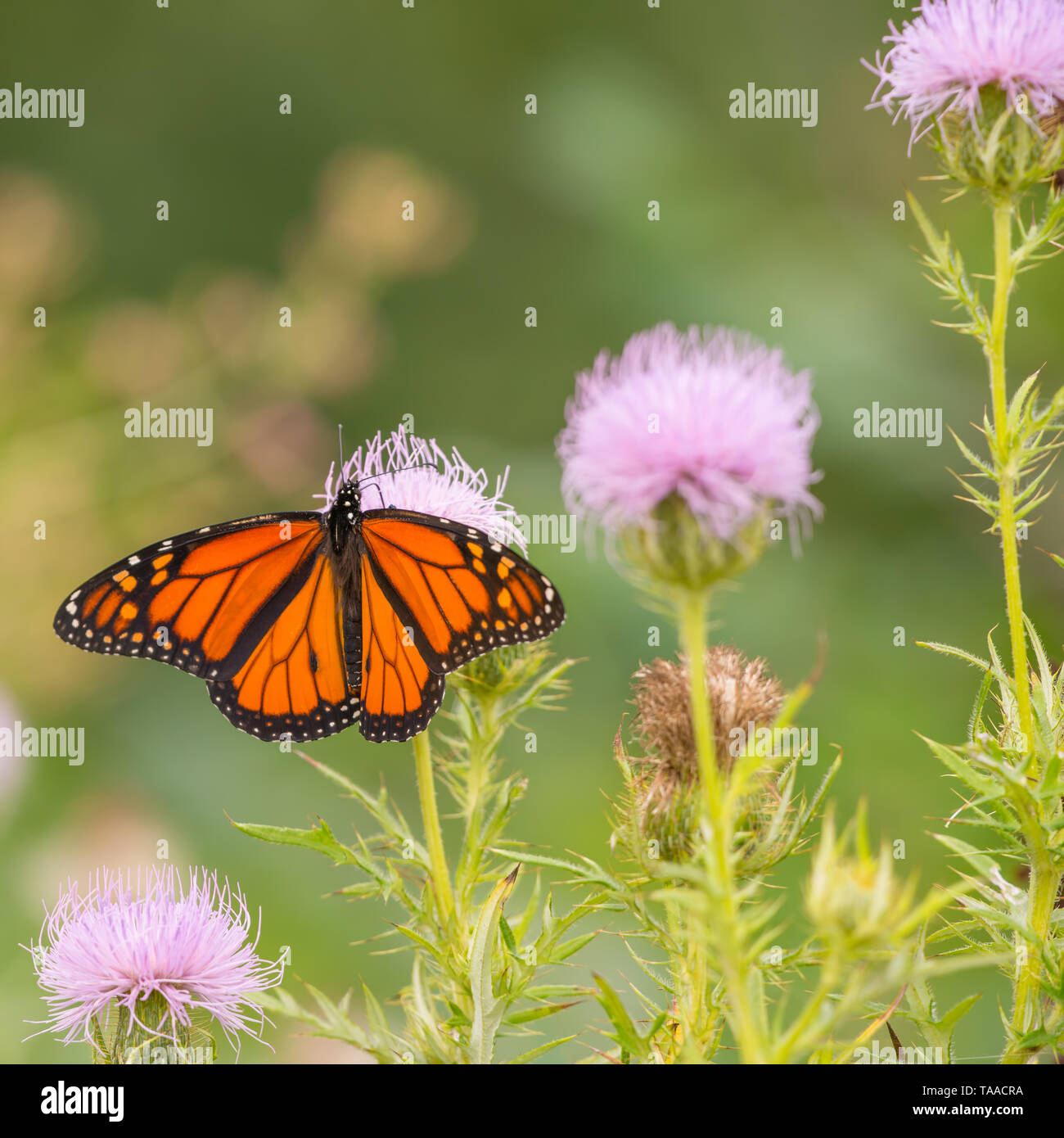 Wildflower meadows butterflies hi-res stock photography and images - Alamy