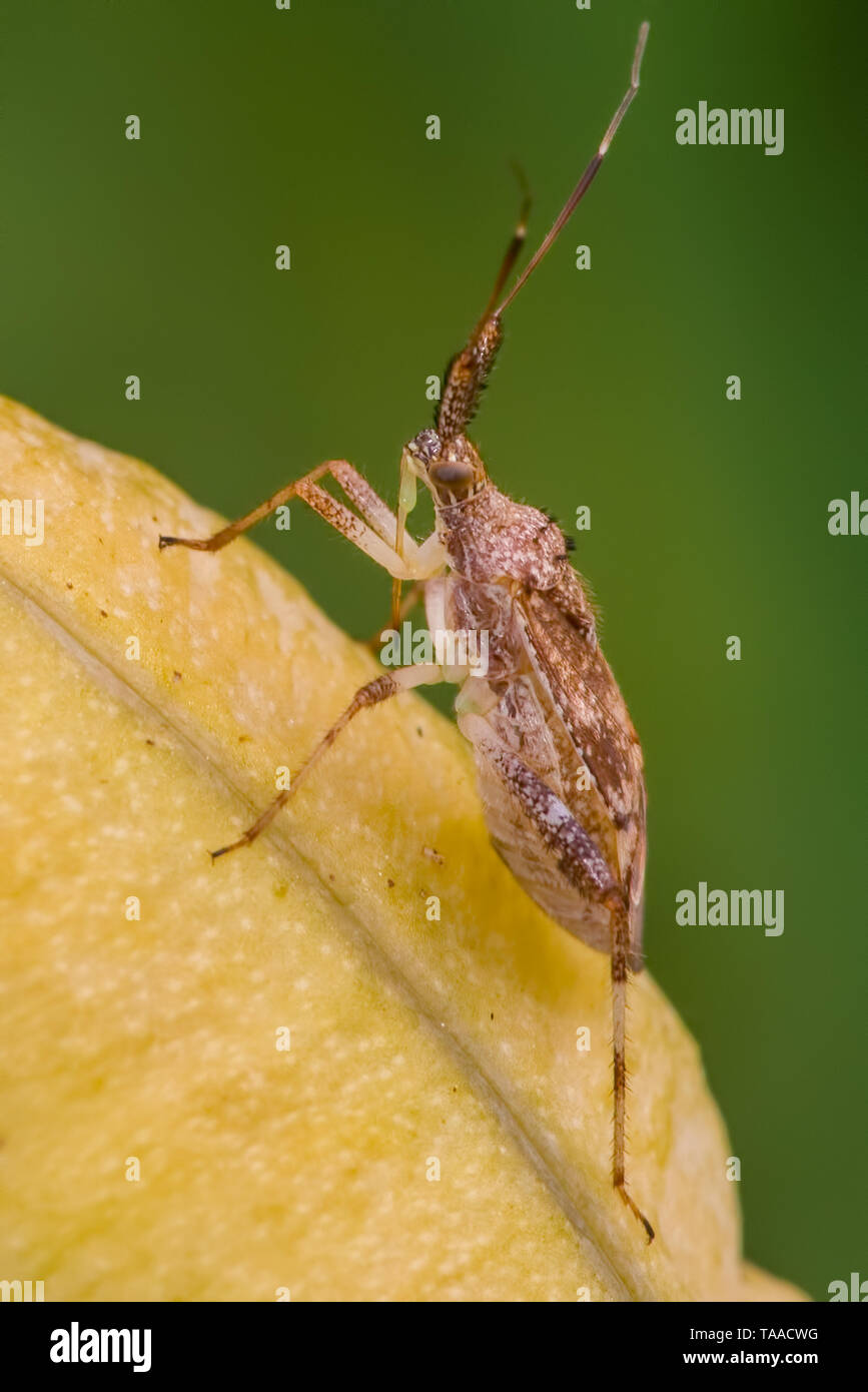 Closeup of assassin bug or leaffooted bug species in Theodore Wirth