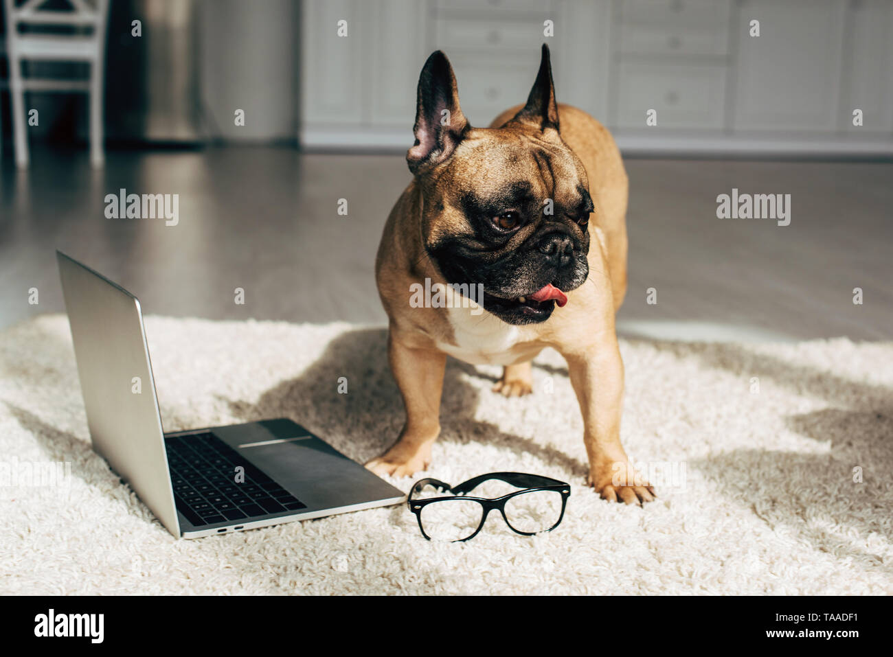 cute french bulldog standing on carpet near laptop and glasses Stock ...