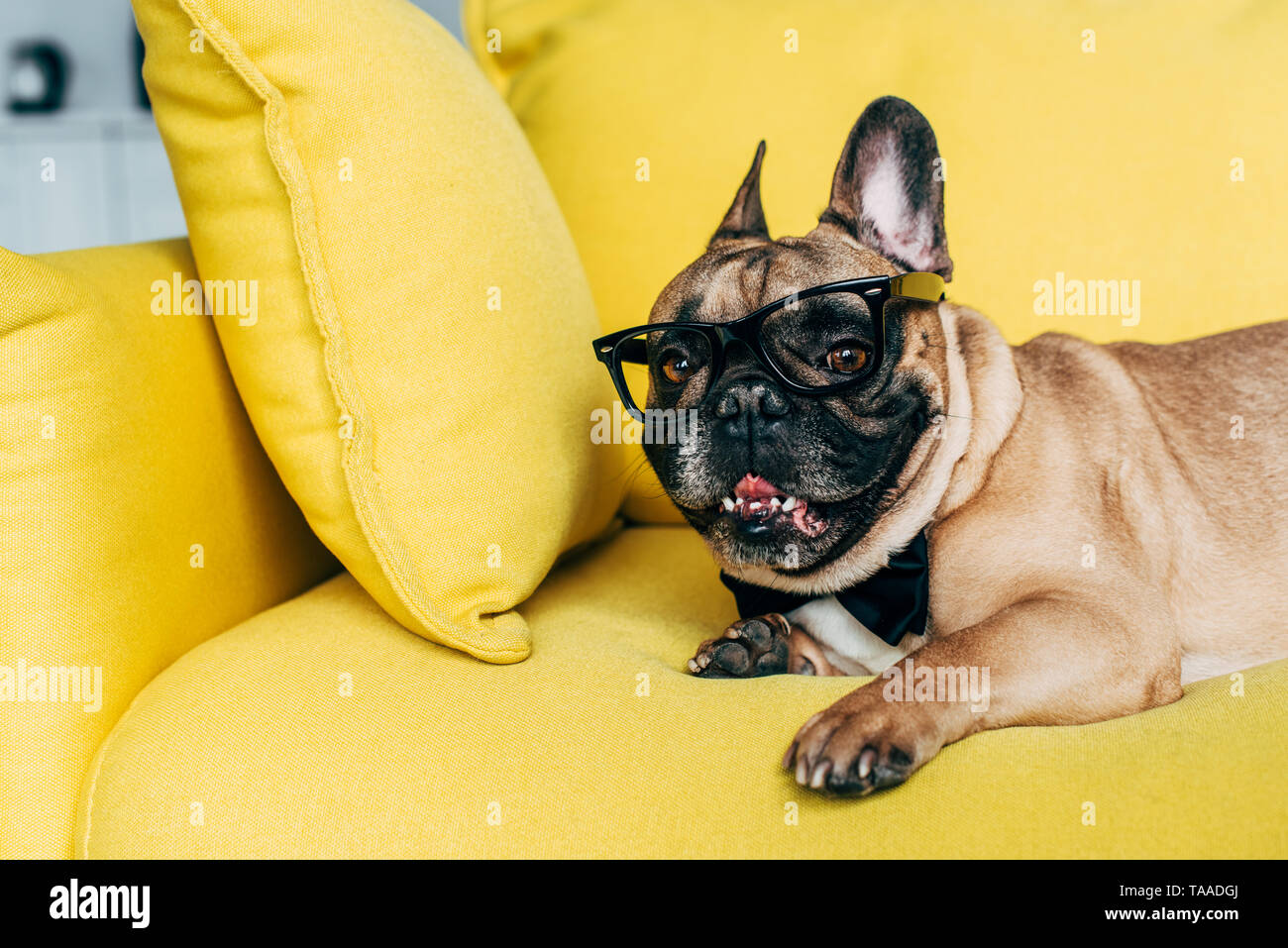 adorable french bulldog in black bow tie and glasses lying on yellow sofa at home Stock Photo Alamy