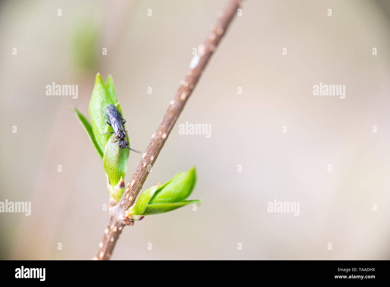 Sawfly on lilac leaf Stock Photo