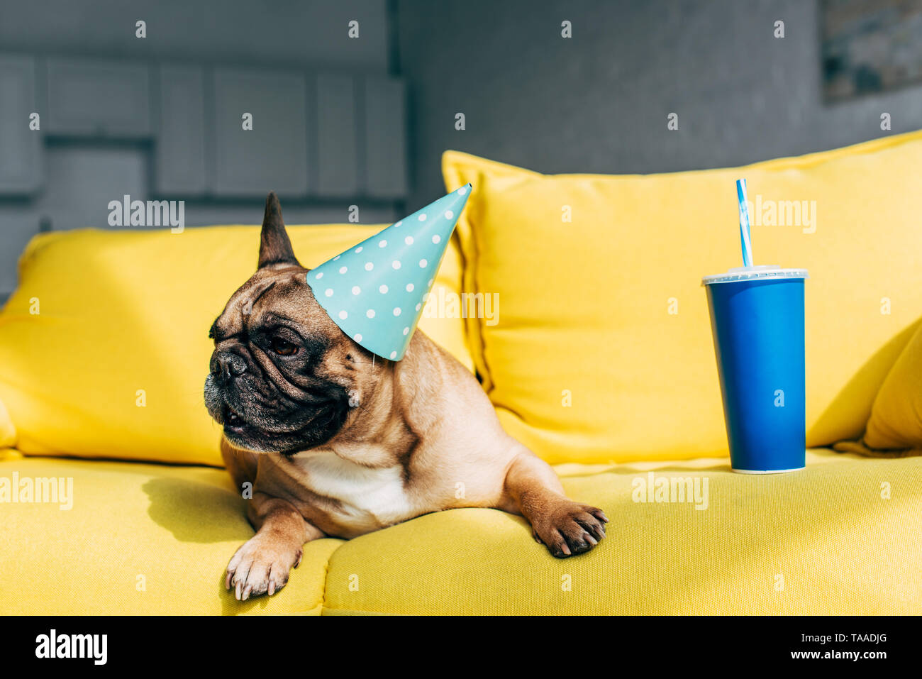 cute french bulldog in dotted party cap lying near disposable cup with straw on yellow sofa Stock Photo