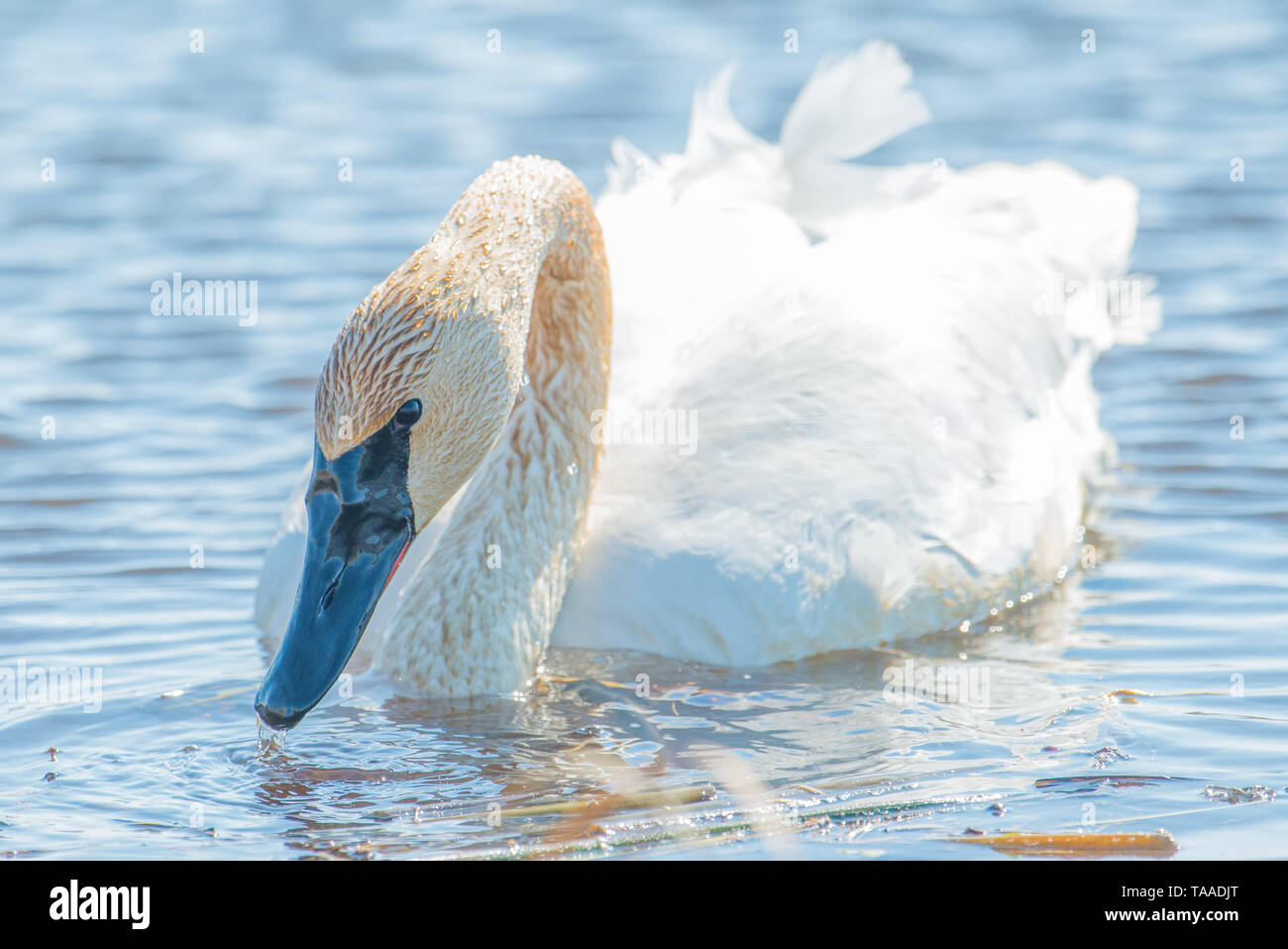 Trumpeter swan individual swimming -  taken during the early Spring migrations at the Crex Meadows Wildlife Area in Northern Wisconsin Stock Photo