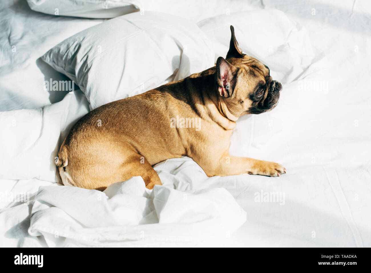 overhead view of adorable french bulldog lying on white bedding in ...