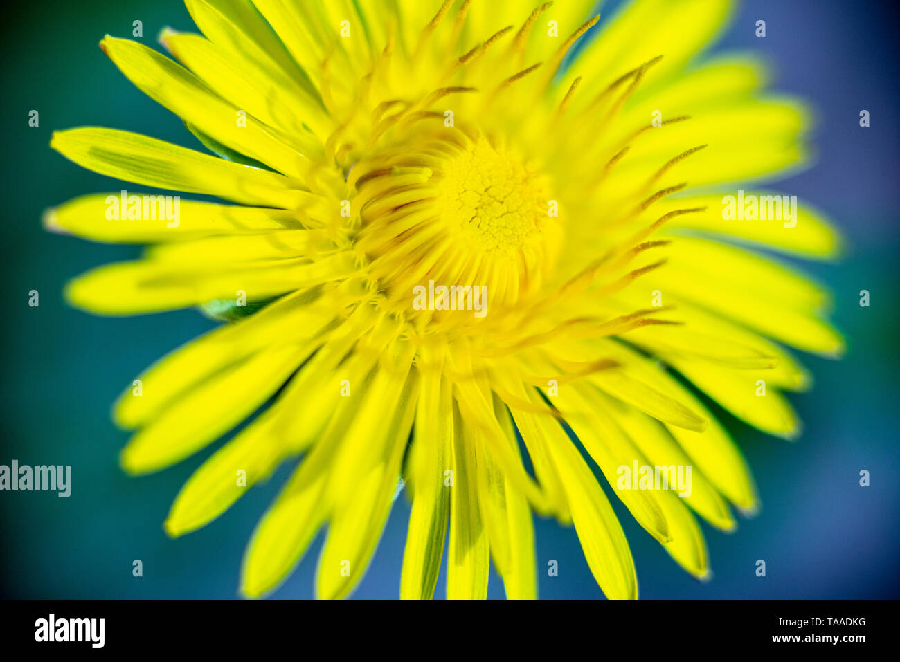 Close up of a dandelion in bloom. Stock Photo