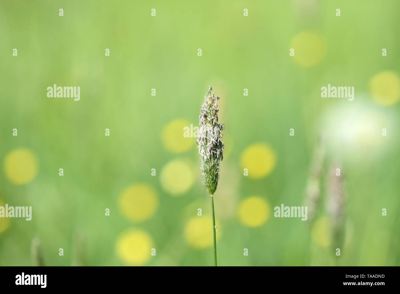 Long grass on the summer meadow on a sunny day close up Stock Photo