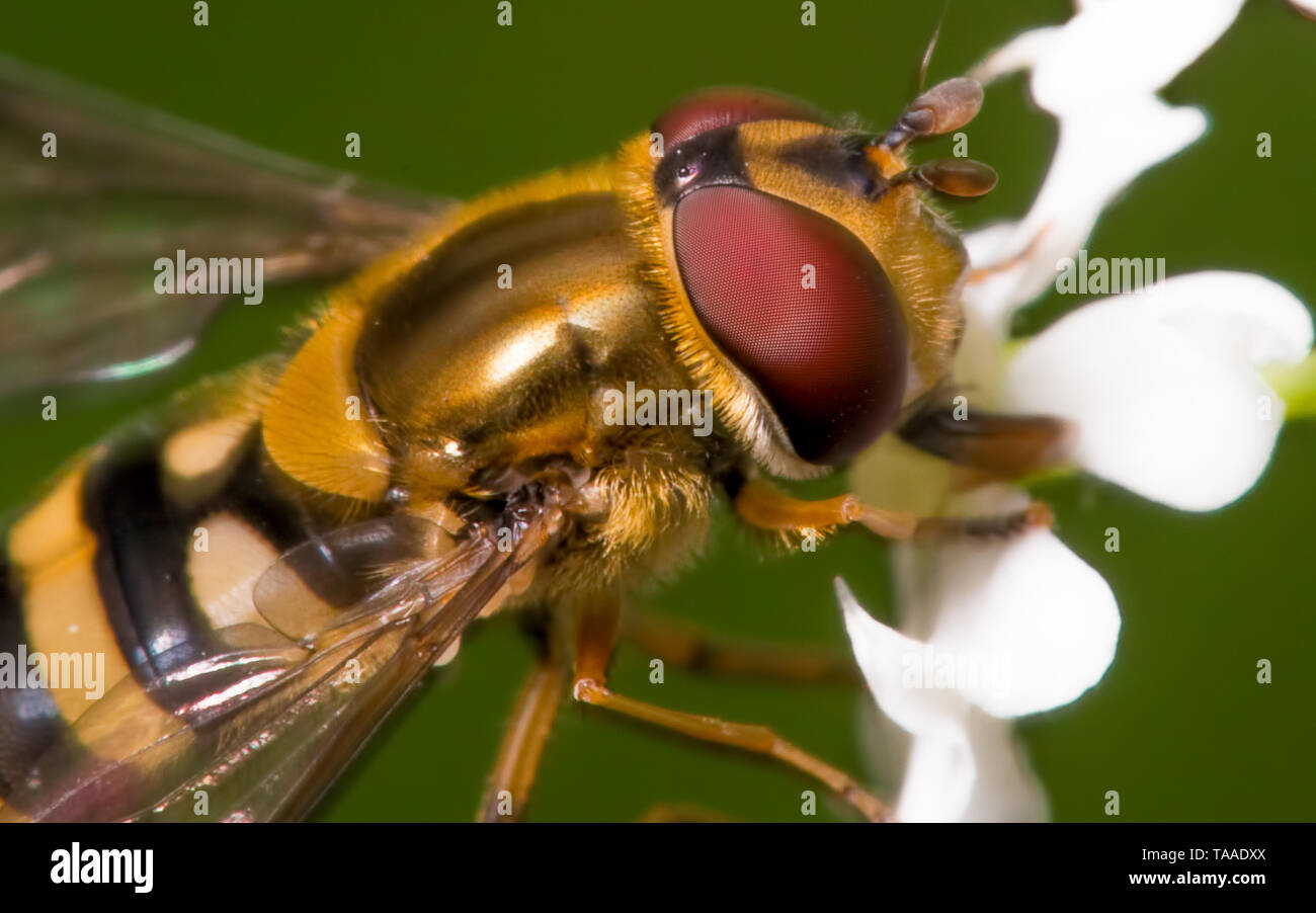 Macro detailed image of a big flower fly species taken off the Gunflint Trail in Northern Minnesota Stock Photo
