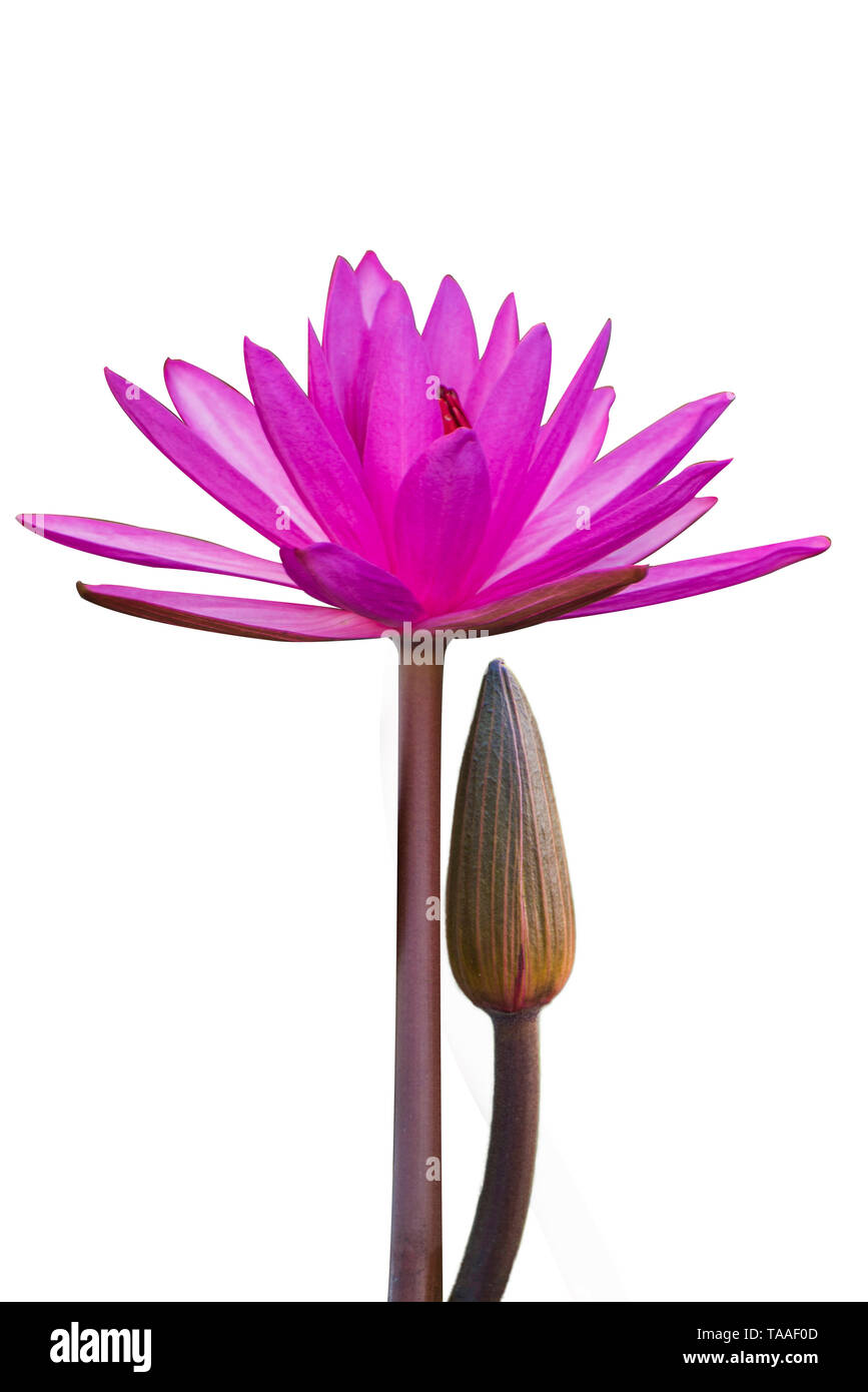 The lotus flower represents the symbol of Buddhism and can be used to