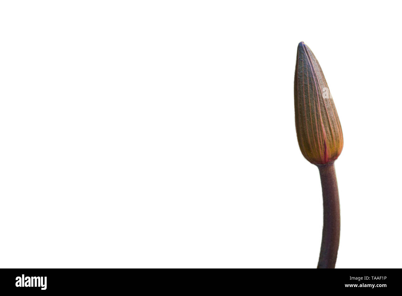 The lotus flower represents the symbol of Buddhism and can be used to