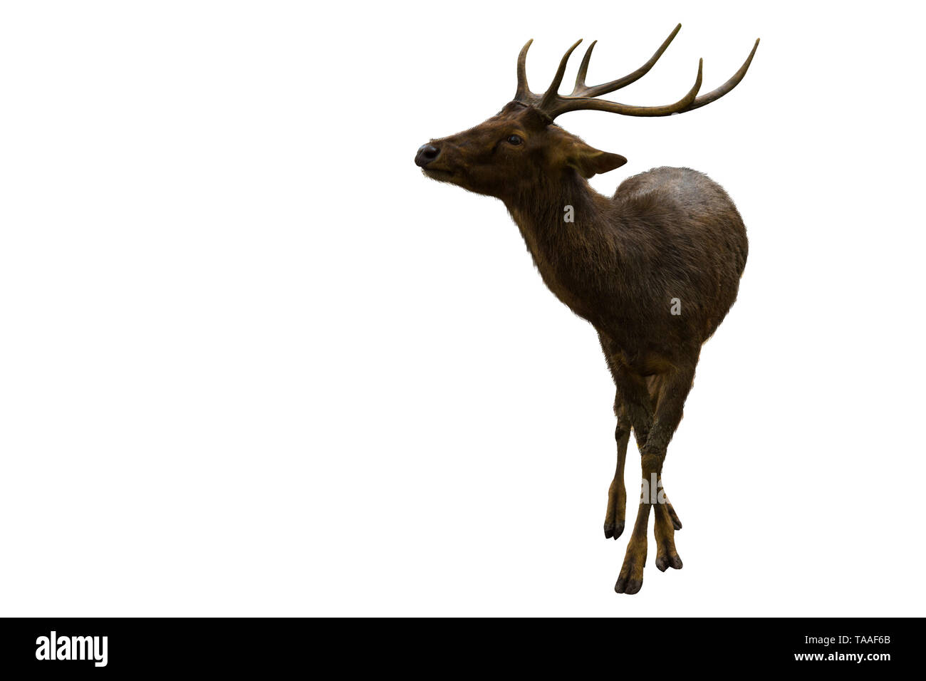 White Background With Long Brown Hair Stock Photo Alamy white-background-with-long-brown-hair-stock-photo-alamy