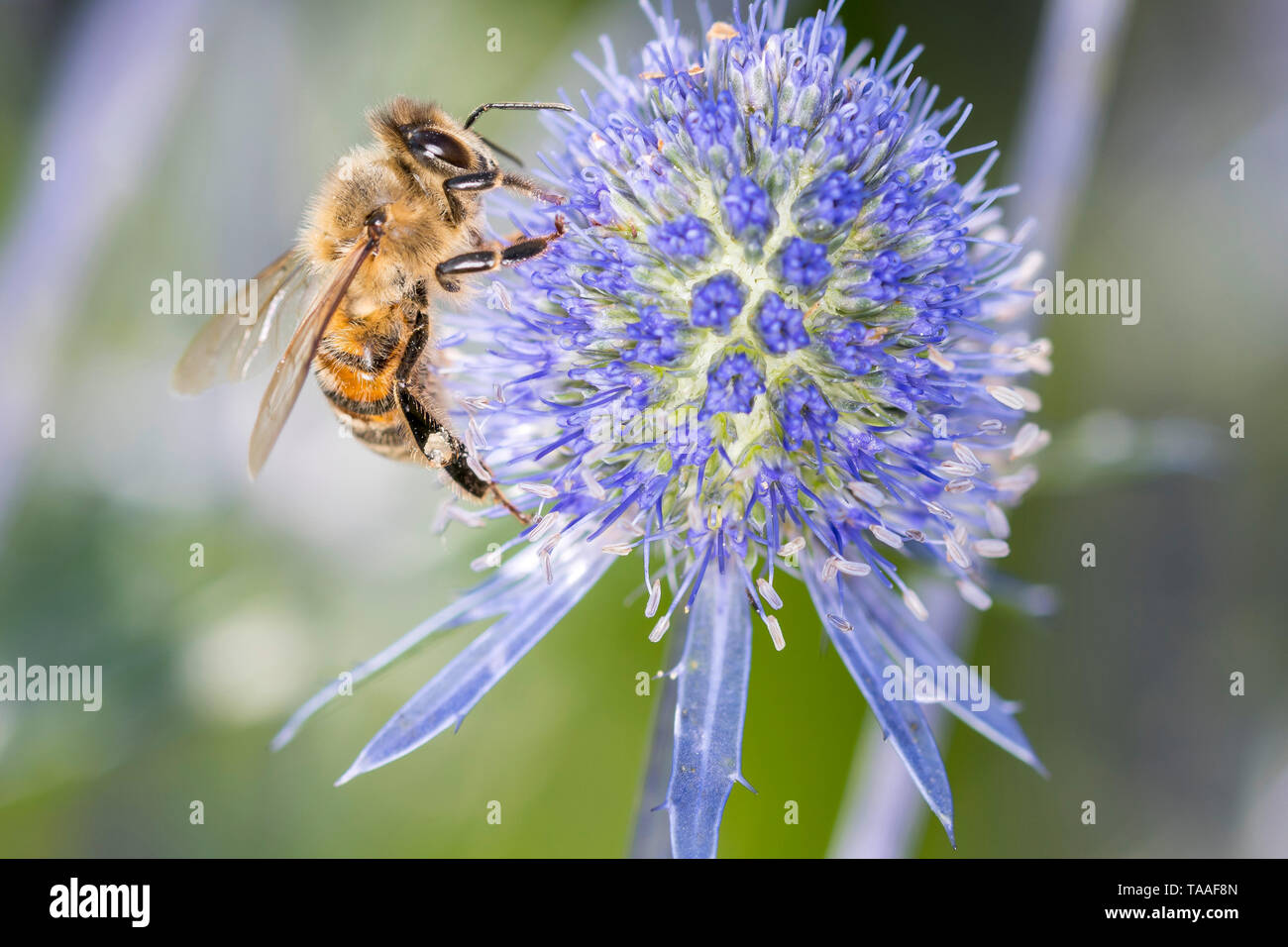 Bee pollinating Blue Stem Sea Holly Eryngium palmatum Stock Photo Alamy
