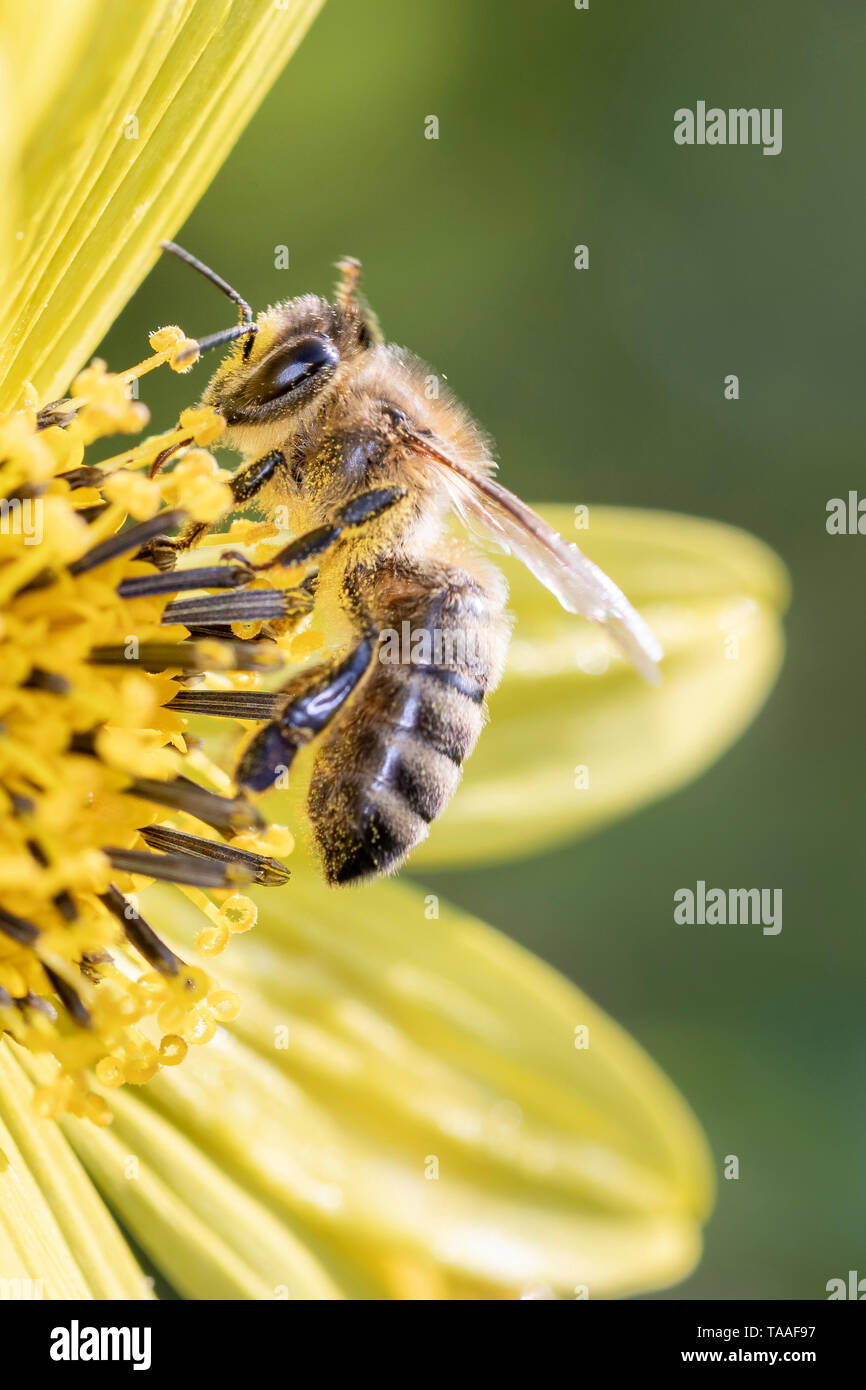 Bee pollinates perennial sunflower Lemon-Queen - Helianthus Stock Photo