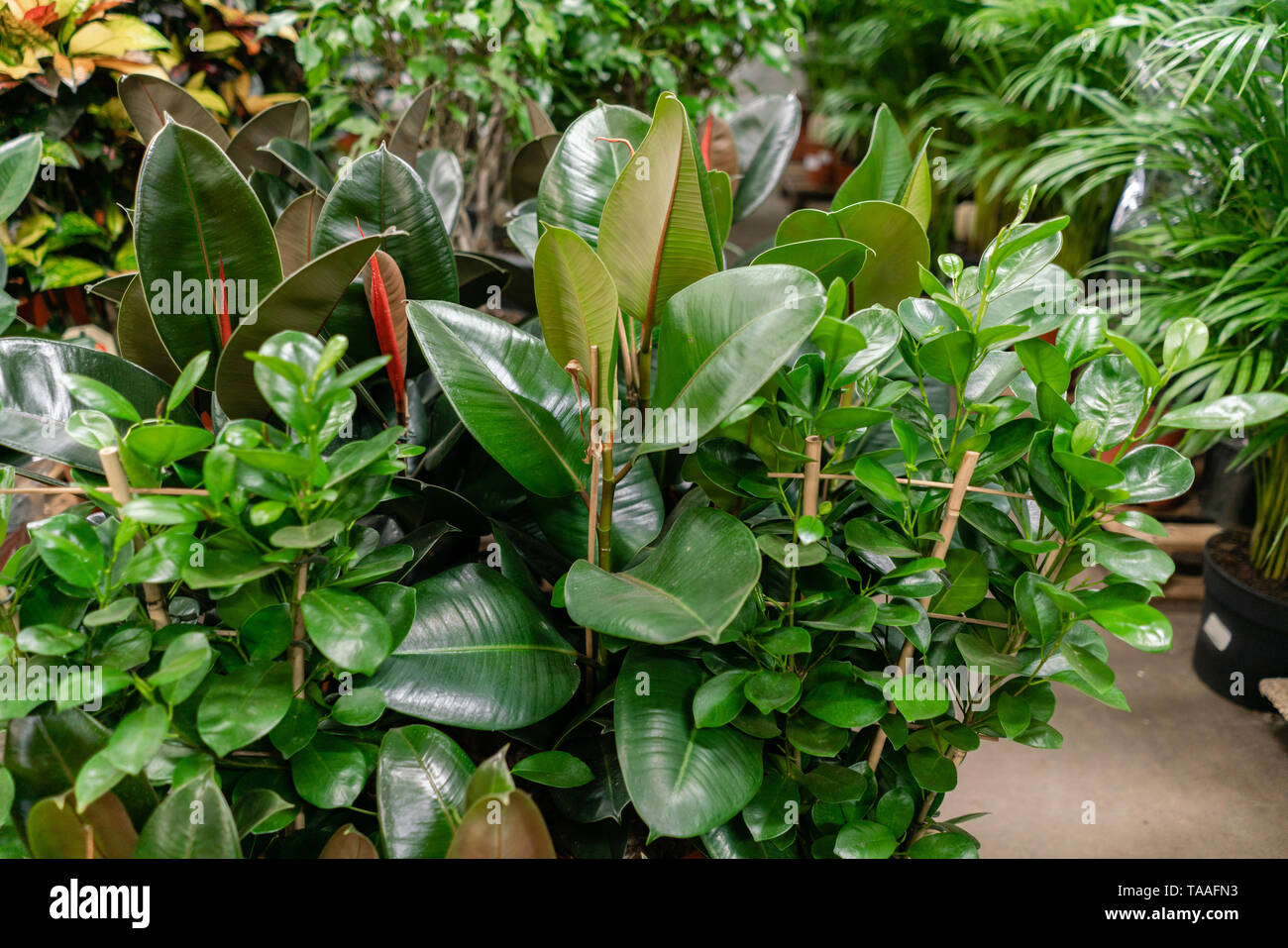 Many different plants in flower pots in flowers store. Garden center and wholesale supplier concept. Green background. Lots of leaves. Stock Photo