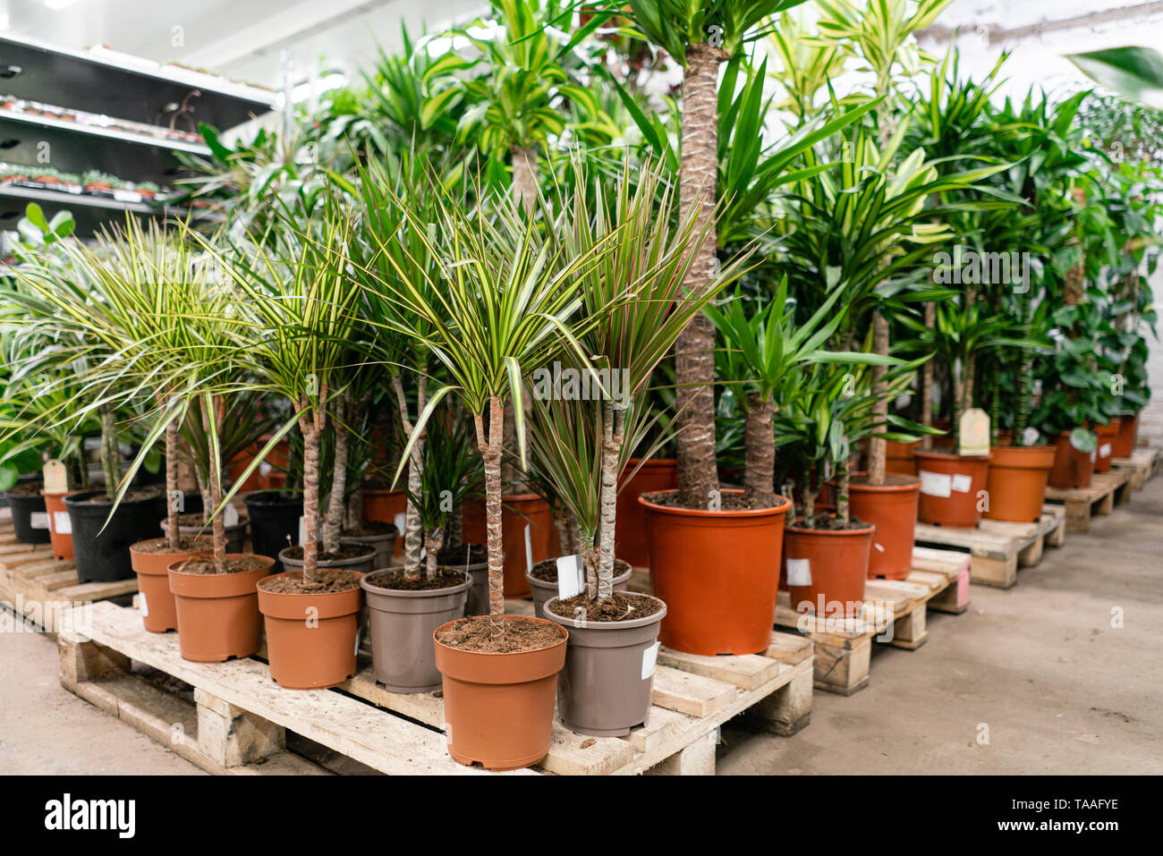 Many Different High Plants In Flower Pots In Flowers Store Garden Center And Wholesale Supplier Concept Green Background Lots Of Leaves Stock Photo Alamy