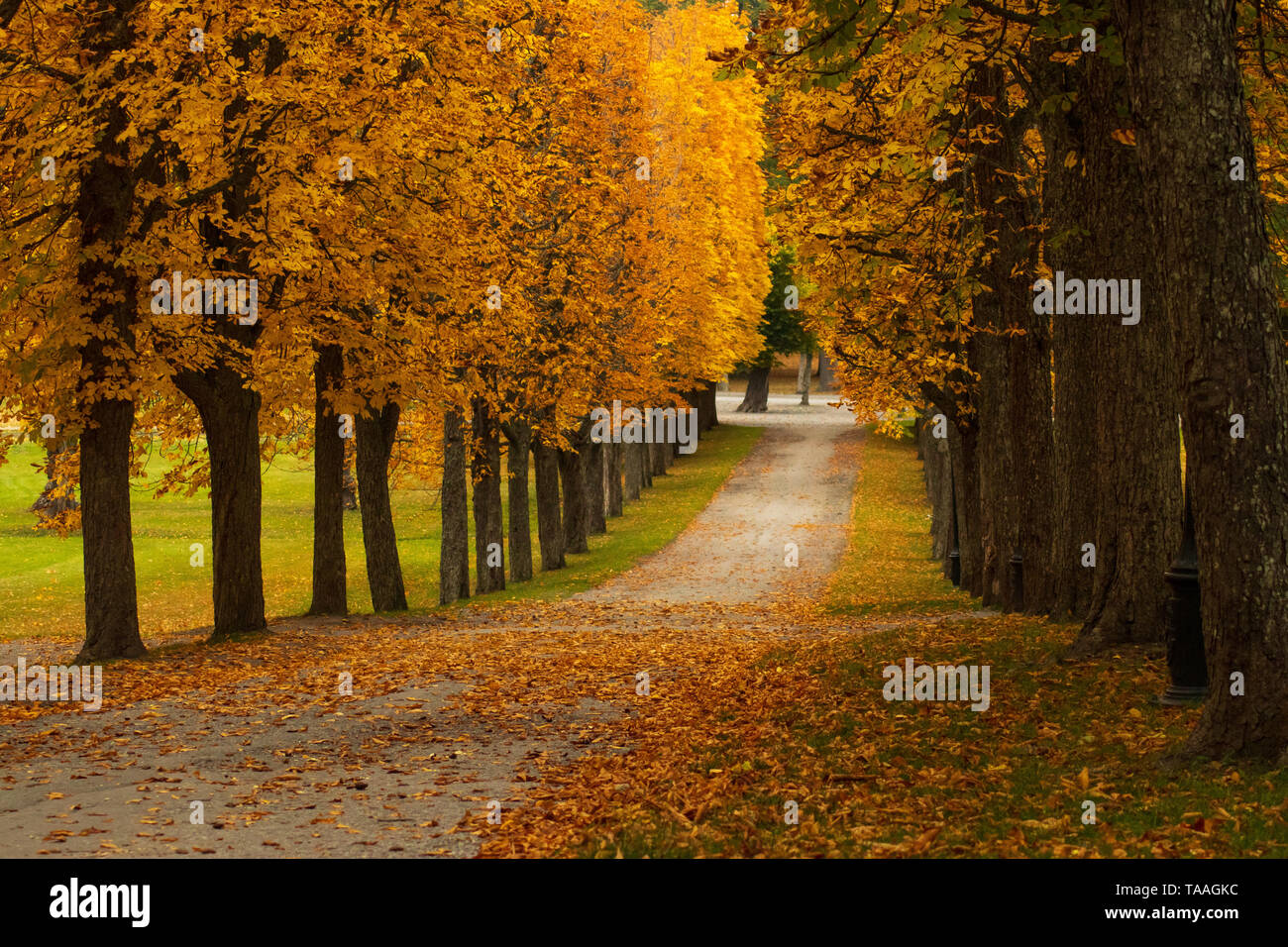 Autumn alley of trees Stock Photo