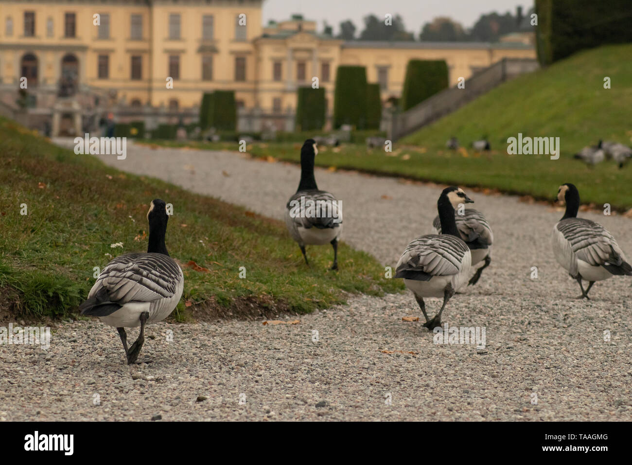 Canada geese walking towards Drottningholm Castle, Stockholm Stock Photo