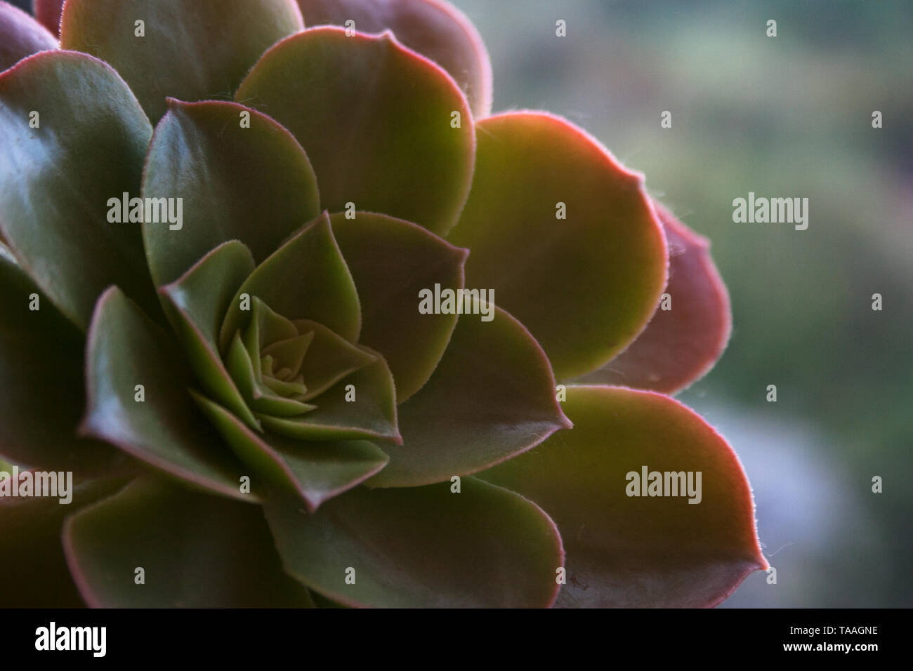 Aeonium Succulent Plant Rosette With Green To Pink And Yellow Leaves Close Up Stock Photo Alamy