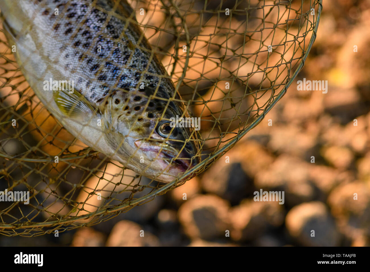 Fishing basket hi-res stock photography and images - Alamy