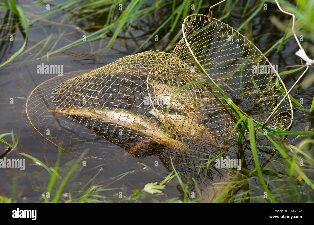 Several caught fish are in a fishing basket in water. Stock Photo