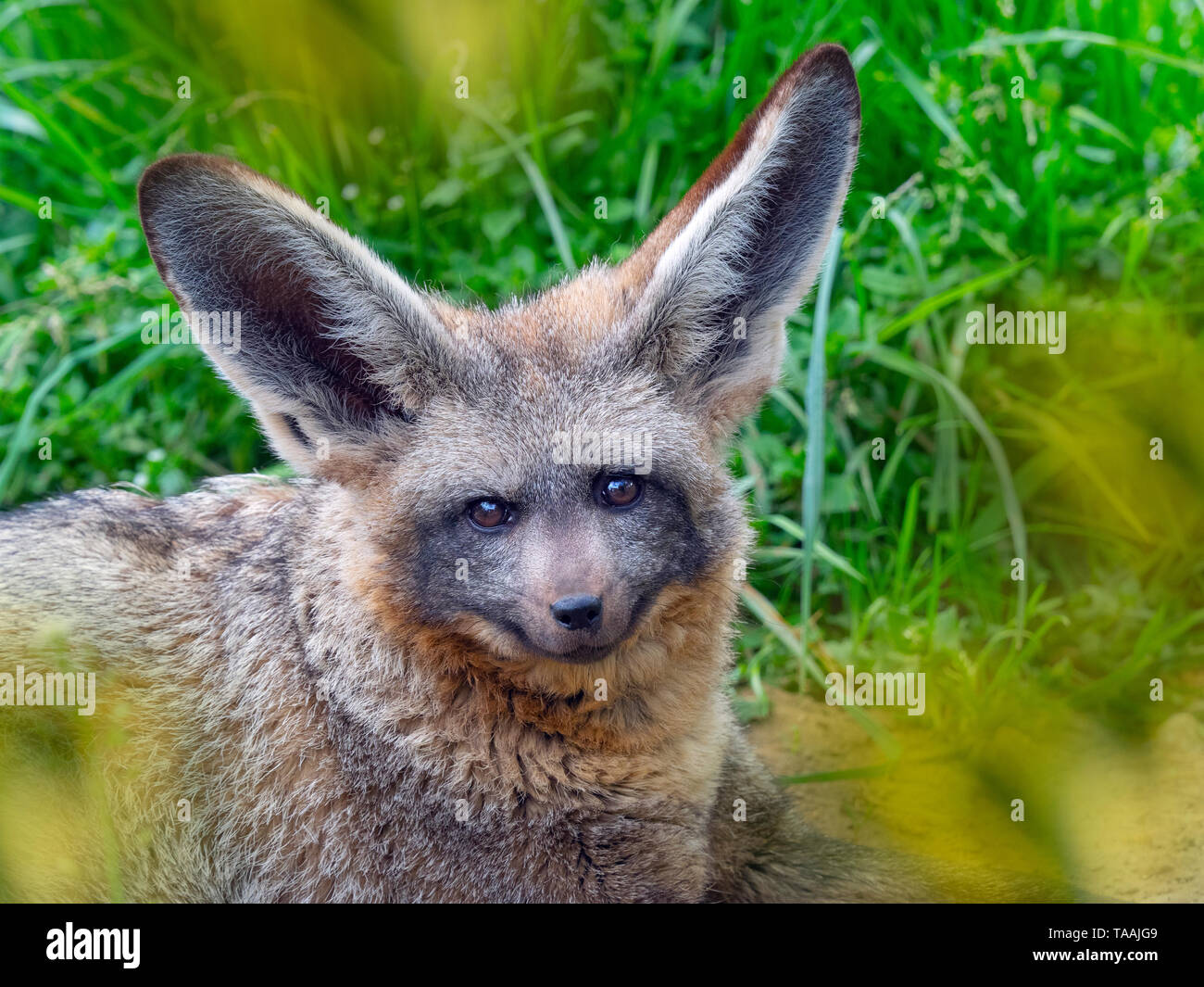 Bat-eared fox Otocyon megalotis Stock Photo - Alamy