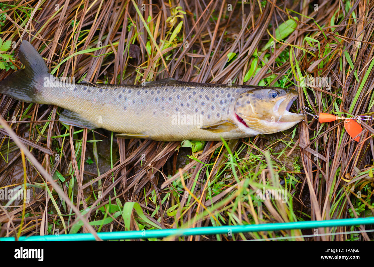 Trout with fishing spoon in mouth lying on a grass in outdoors Stock Photo Alamy