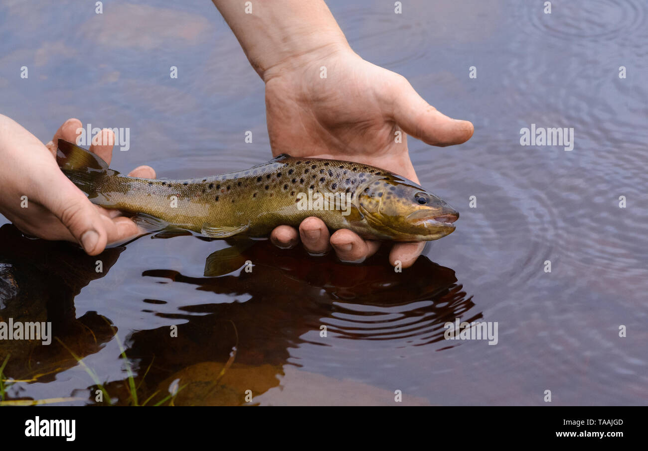 The brown trout (Salmo trutta) is in male hands in water. The caucasian man is freeing the caught little salmon to its native habitat. Stock Photo